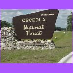 Oceola Forest.jpg